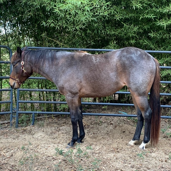 Meet your Posher, Laney - Picture 4 of 5